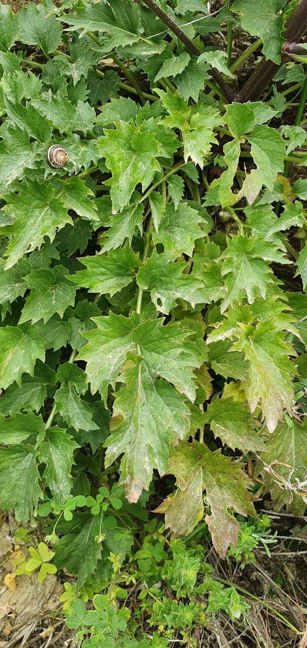 Petromarula pinnata leaf