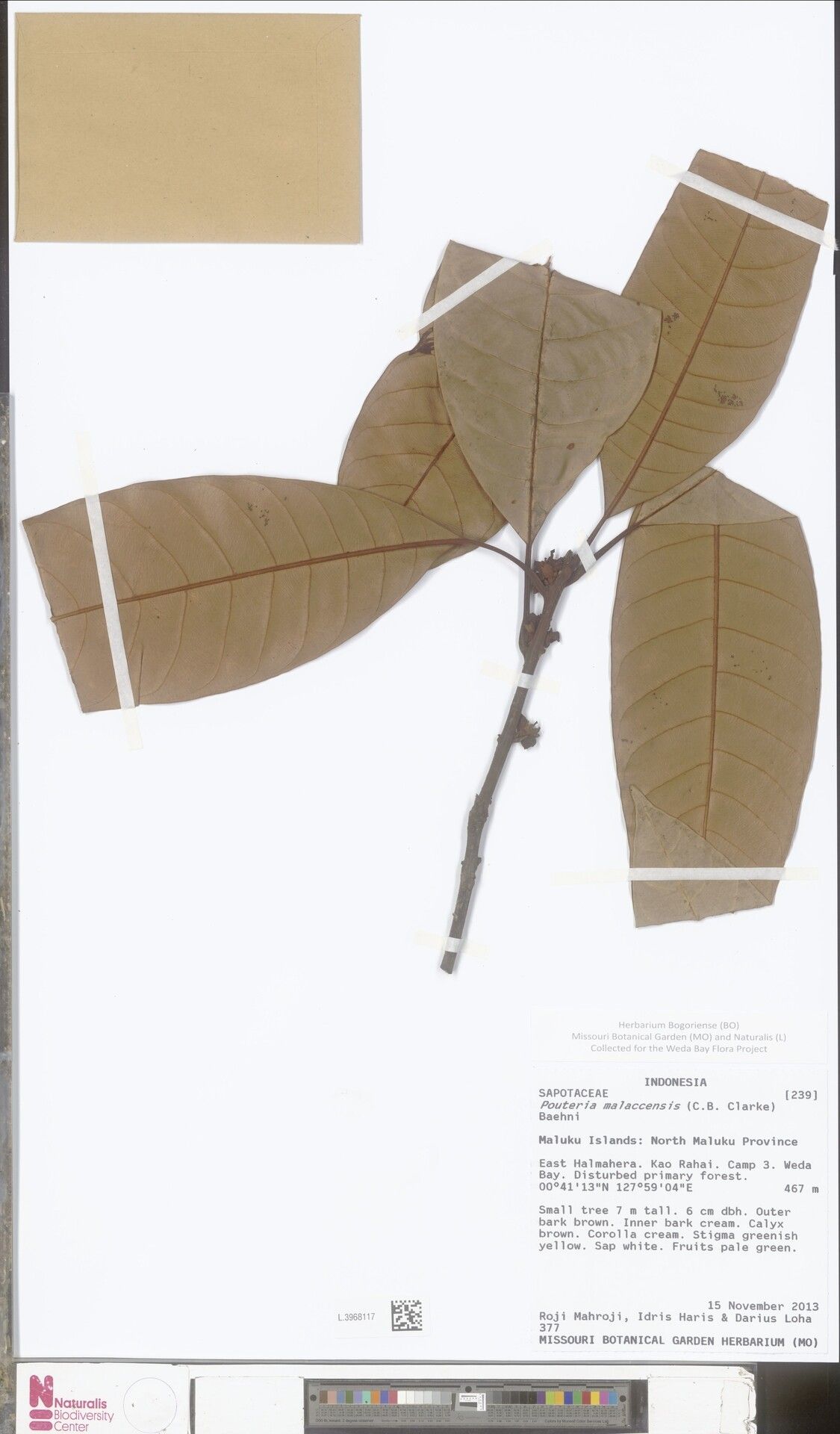 Planchonella malaccensis — houseplant care guide