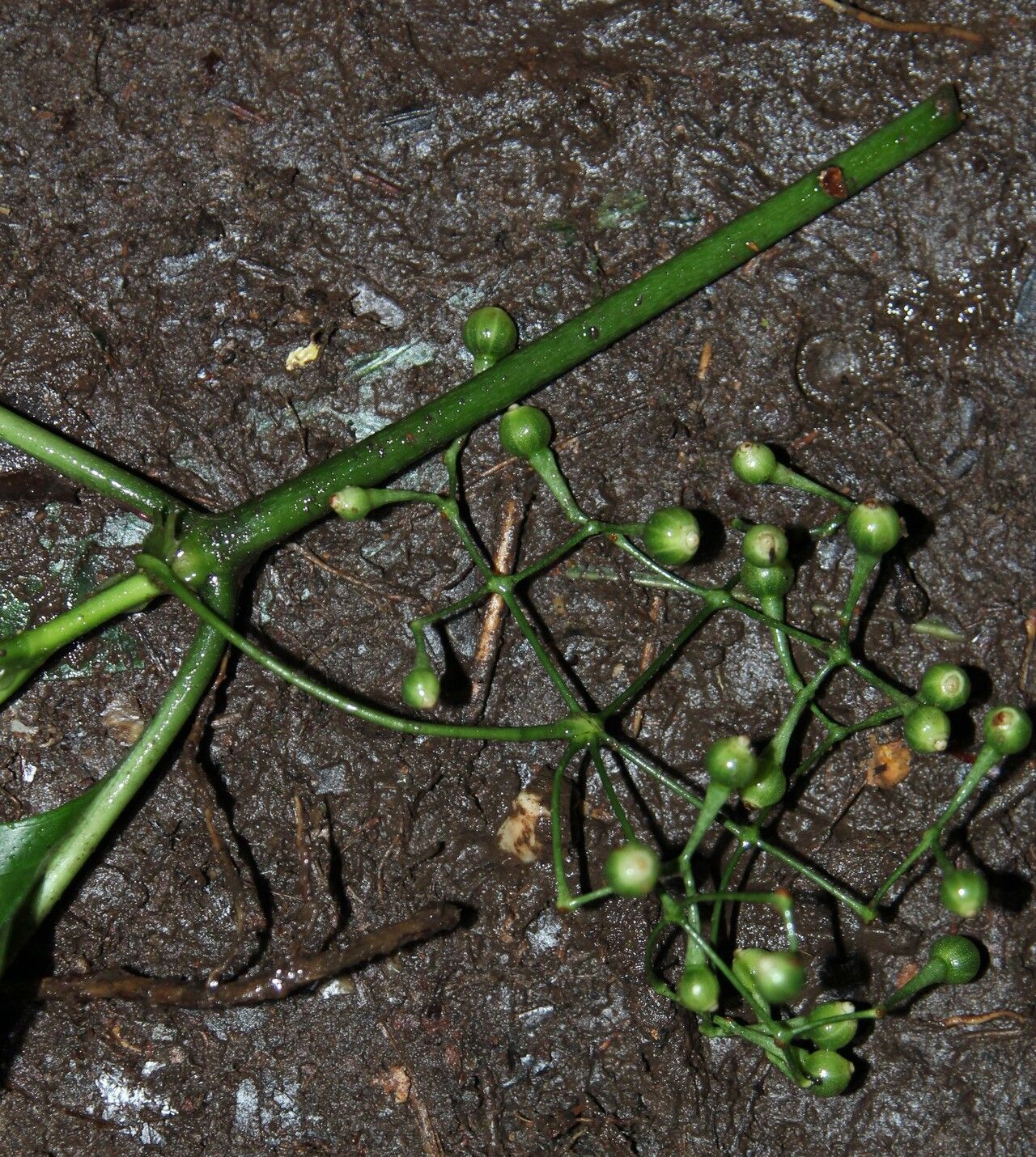 Psychotria alatipes fruit