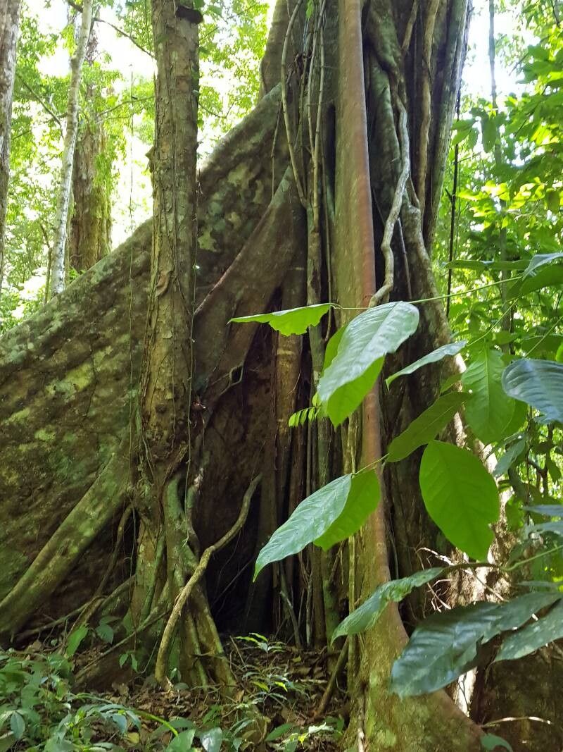 Sloanea picapica bark