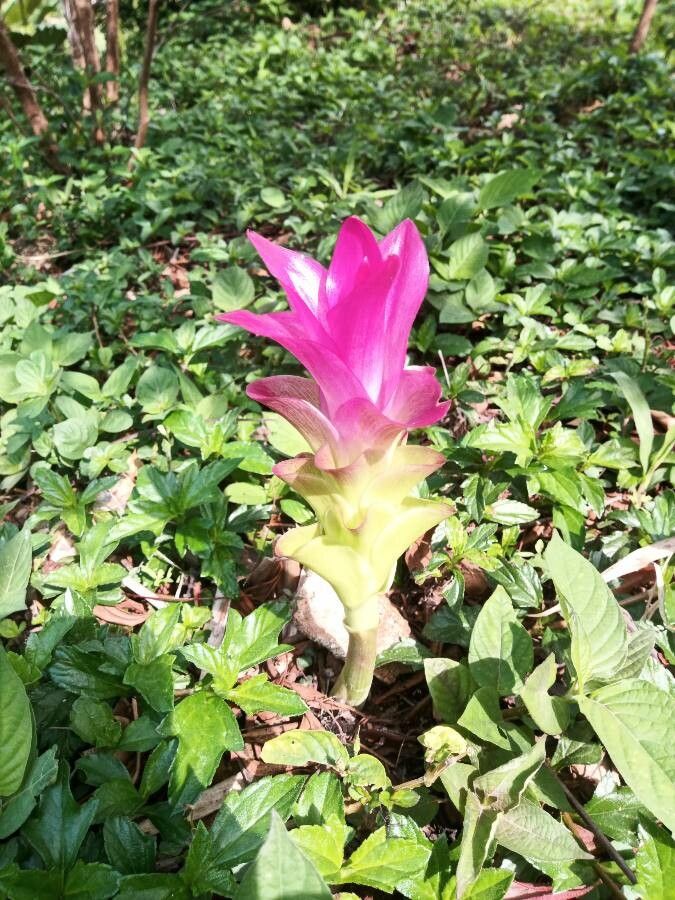 Curcuma aromatica leaf