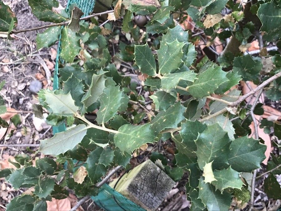 Quercus rotundifolia — search result for 'Ilex'