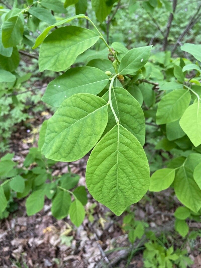 Dirca palustris leaf