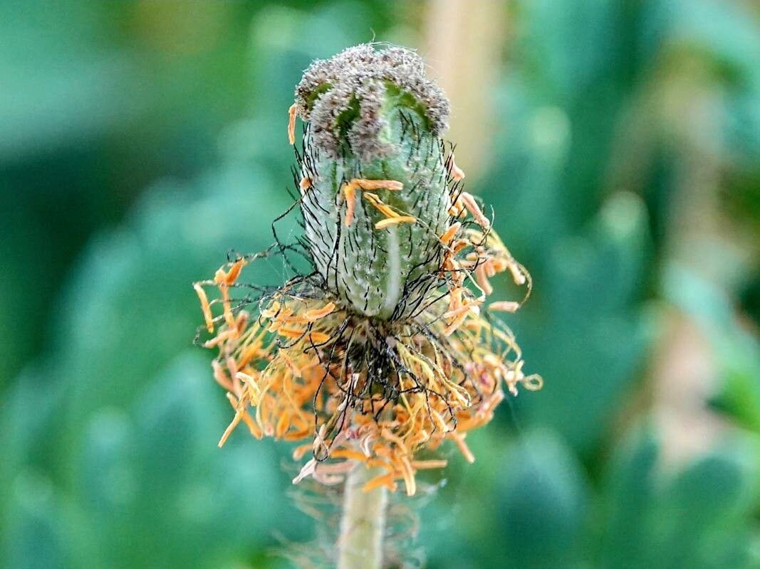 Papaver atlanticum fruit