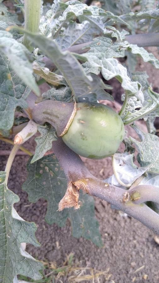 Datura ceratocaula fruit
