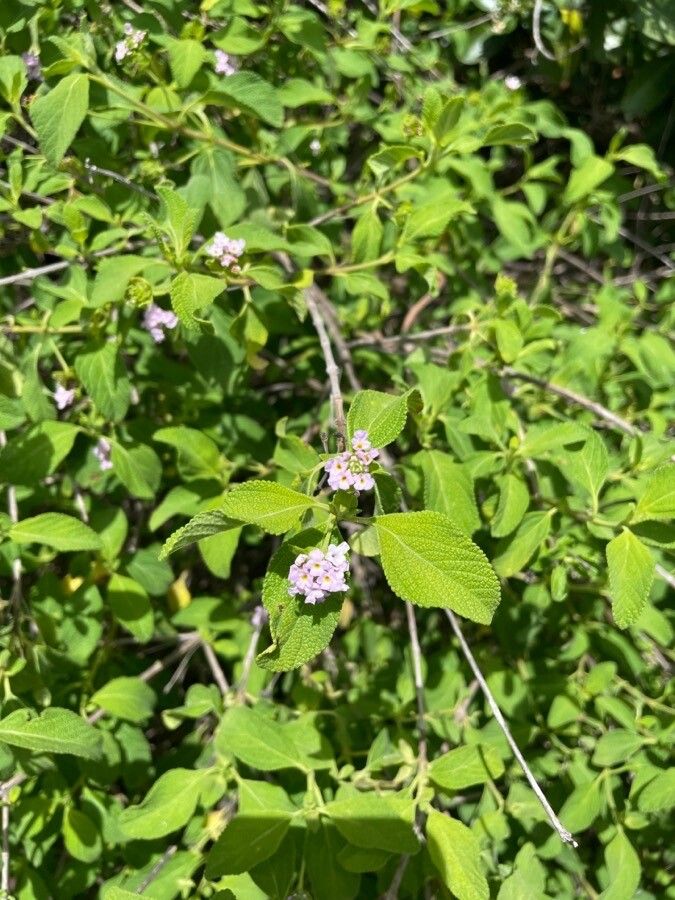 Lantana involucrata flower