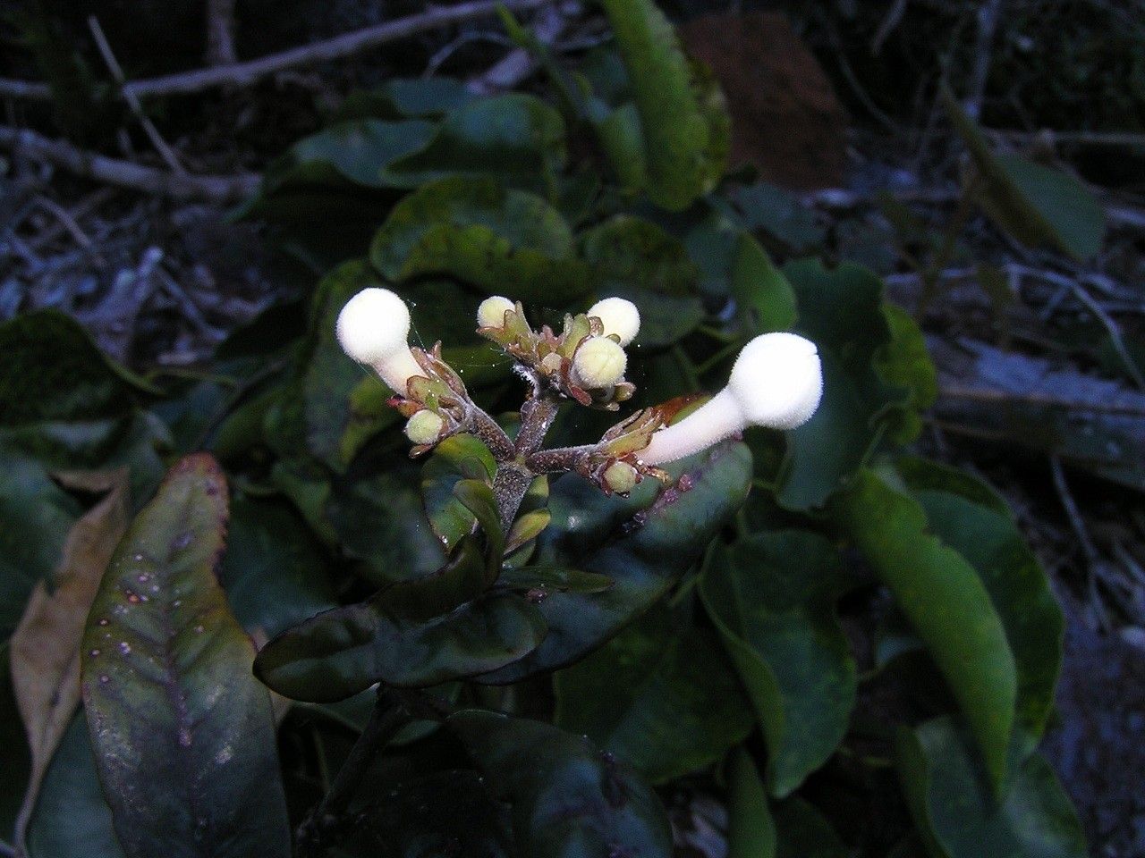 Psychotria montrouzieri — houseplant care guide