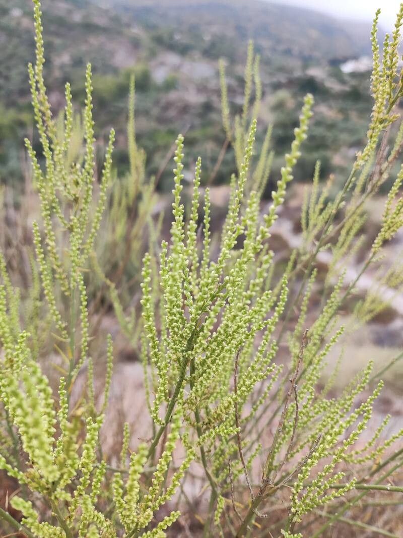 Caroxylon genistoides flower