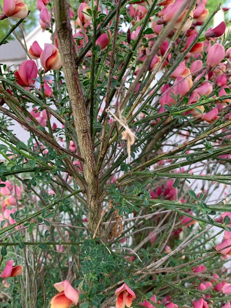 Cytisus × dallimorei bark