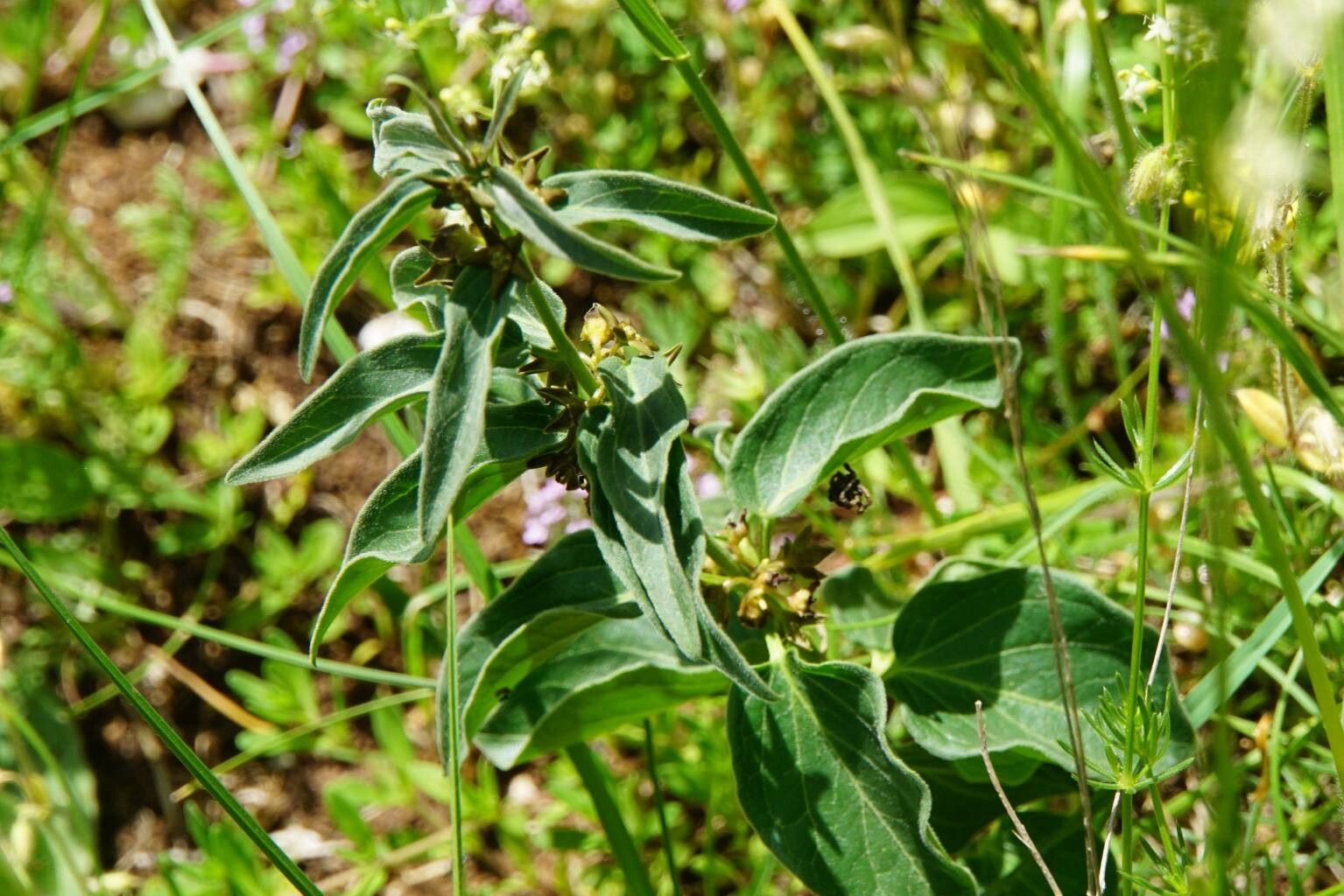 Vincetoxicum fuscatum — search result for 'Vincetoxicum'