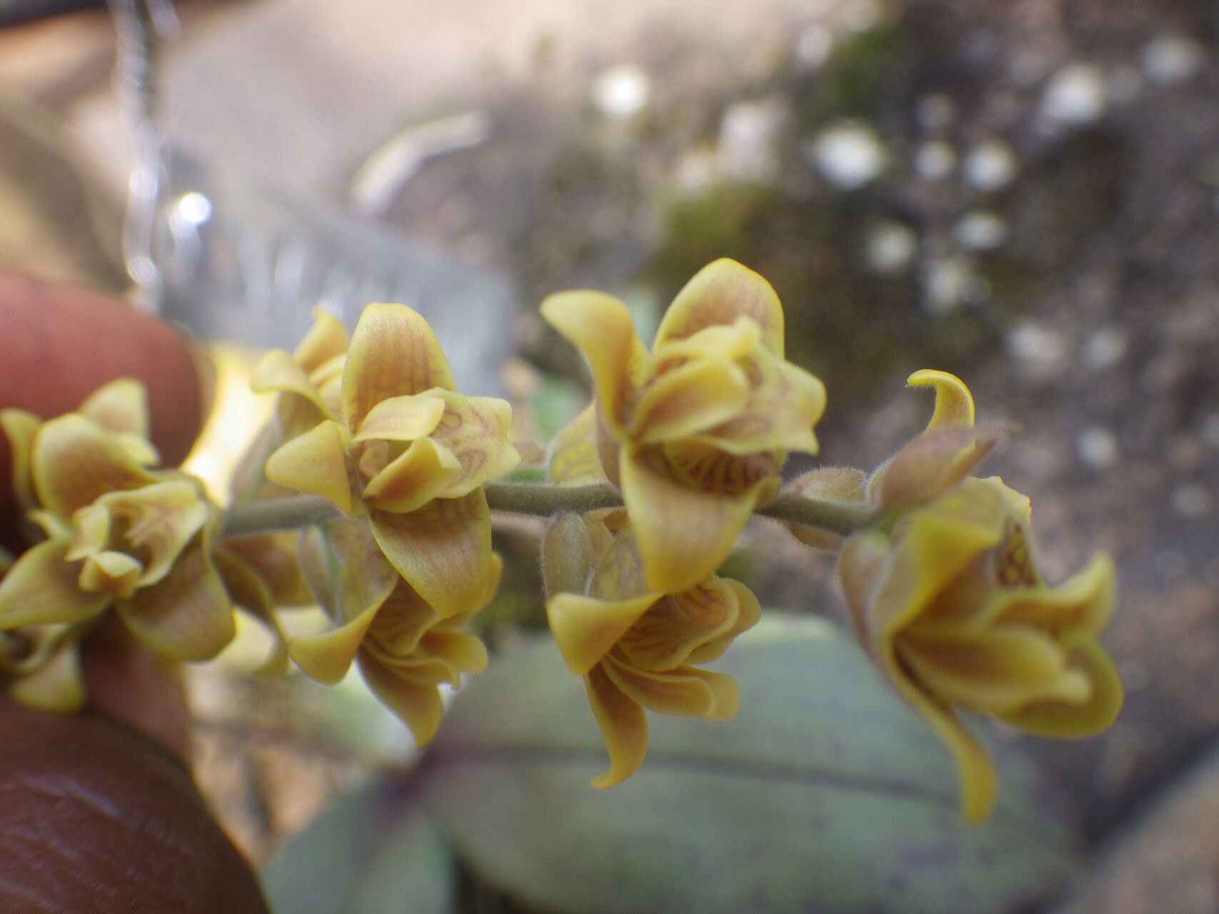 Polystachya affinis flower