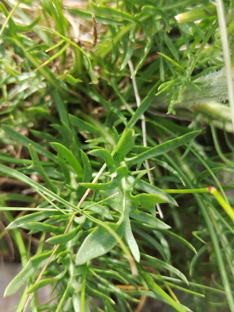 Crepis chondrilloides — search result for 'Crepis'