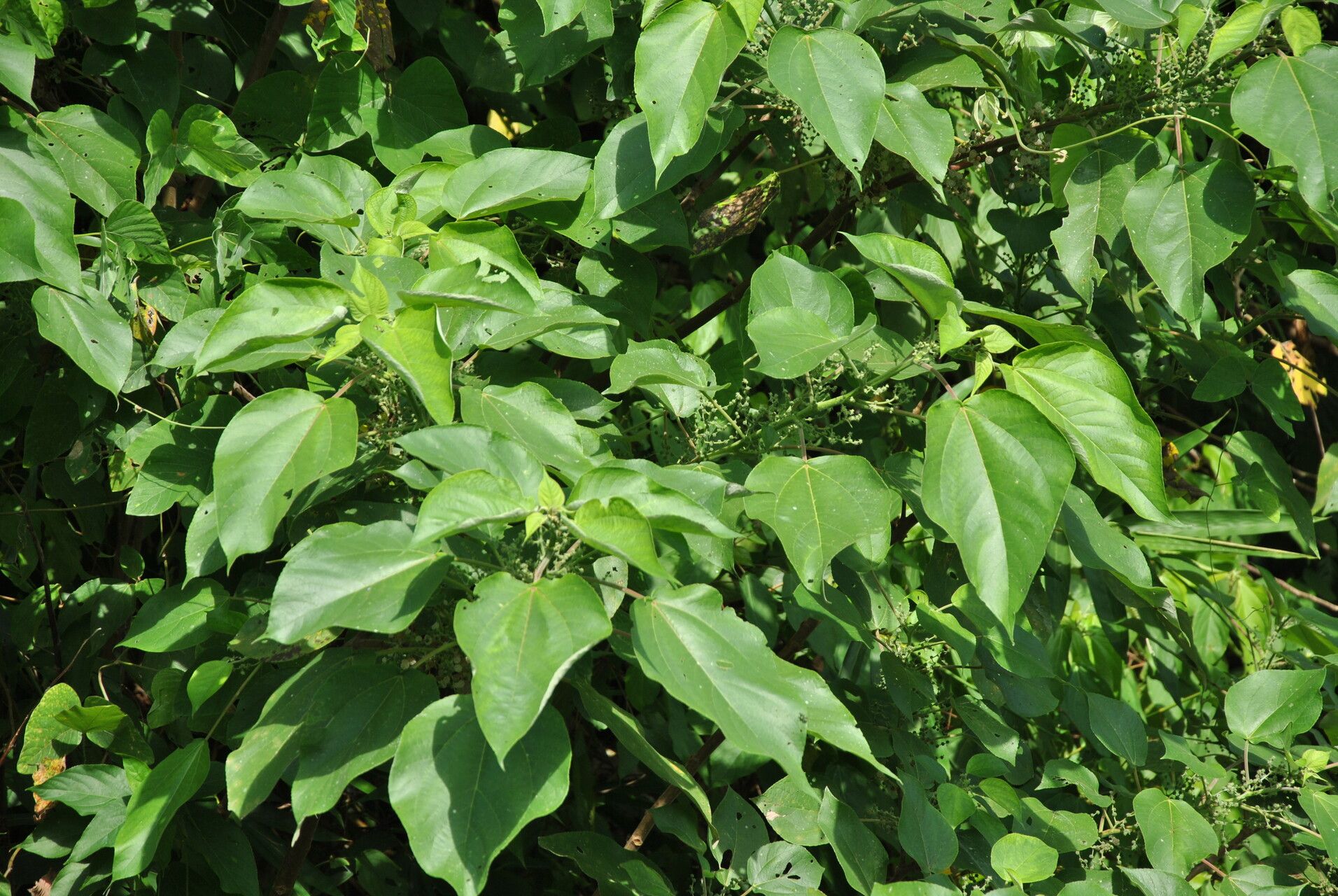 Acalypha caturus other