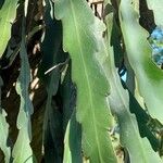 Epiphyllum phyllanthus