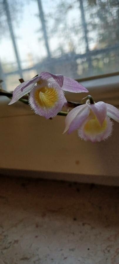 Dendrobium loddigesii flower