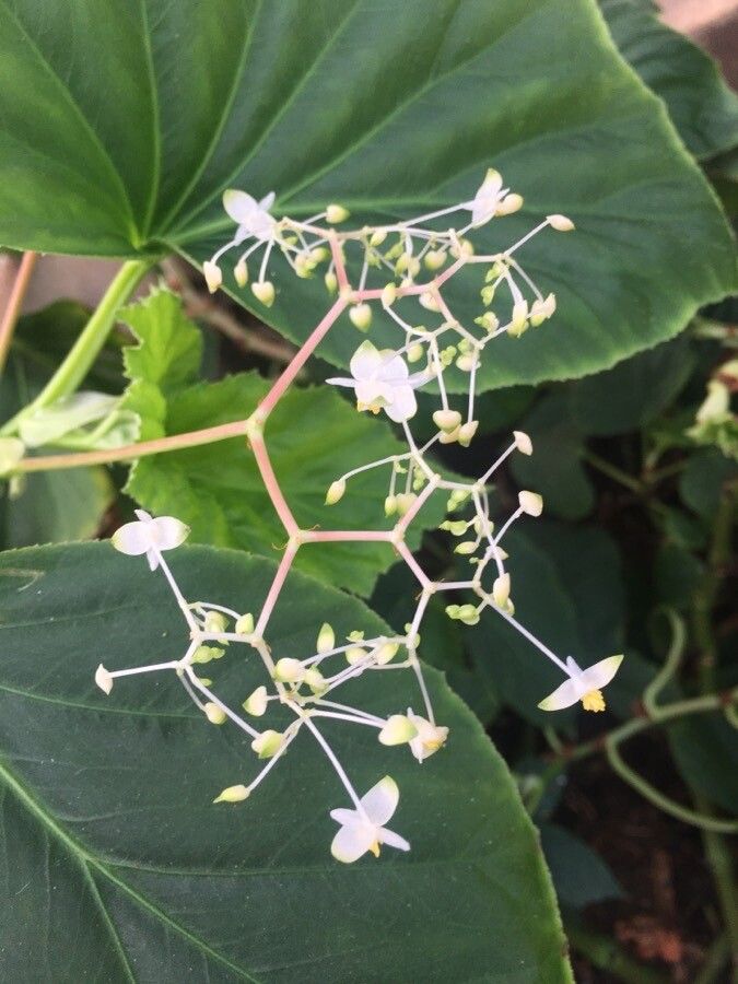 Begonia sylvatica flower