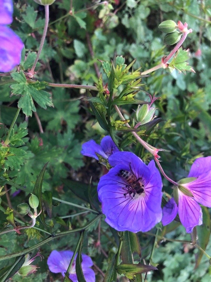 Geranium wallichianum other