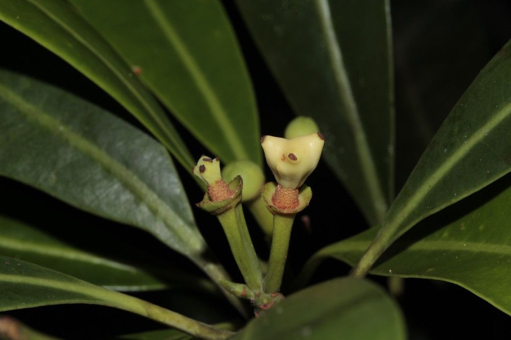 Zygogynum vieillardii fruit