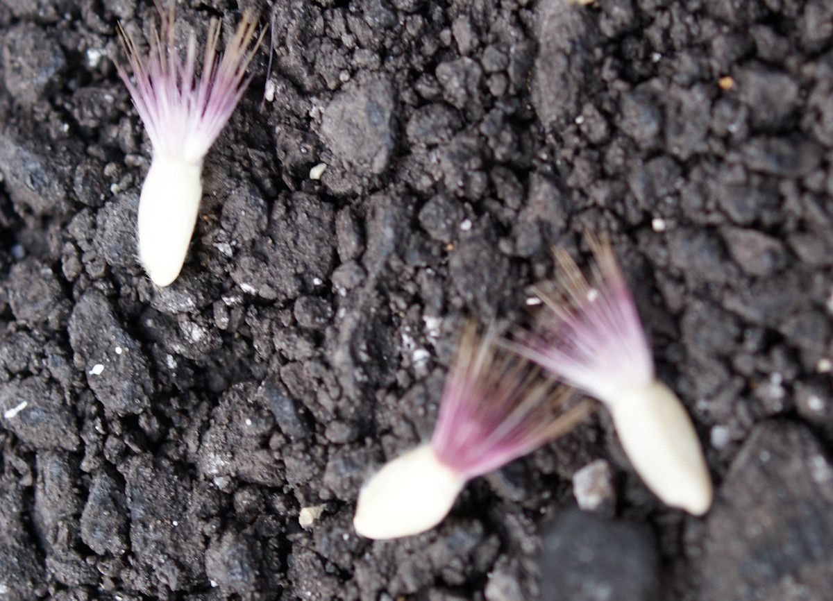 Centaurea redempta fruit