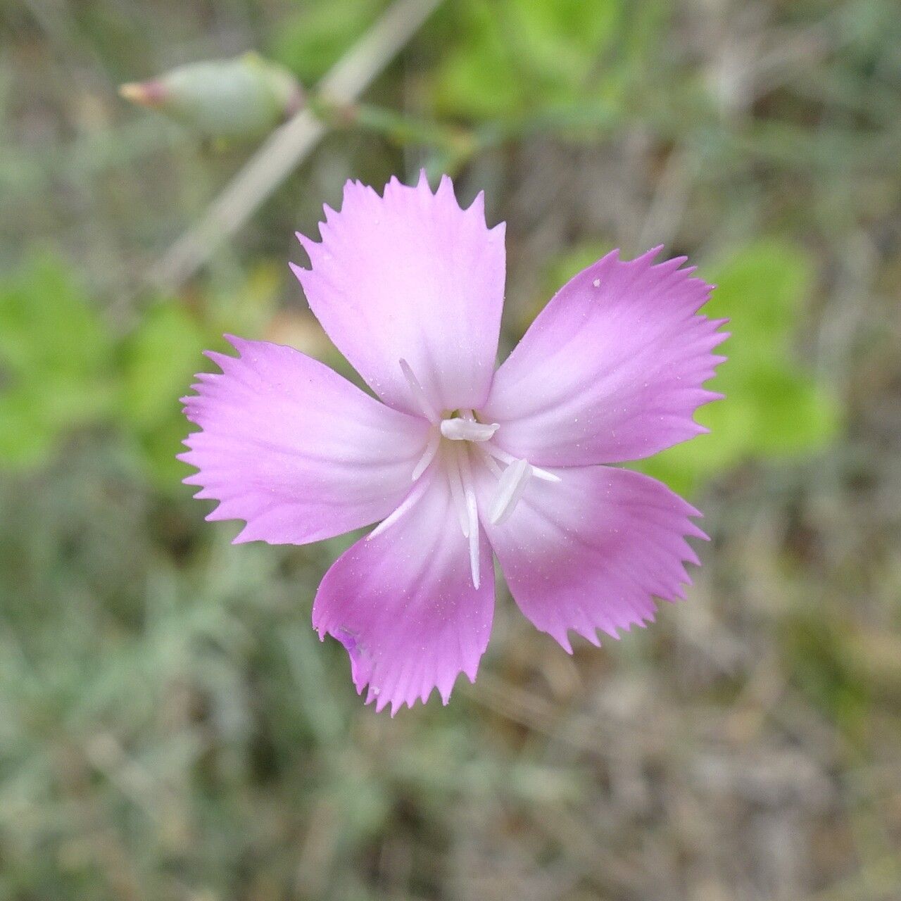 Dianthus saxicola flower
