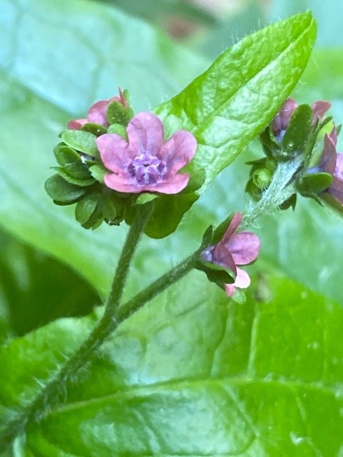 Cynoglossum germanicum flower