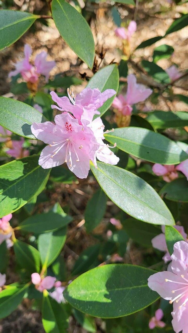 Rhododendron minus flower