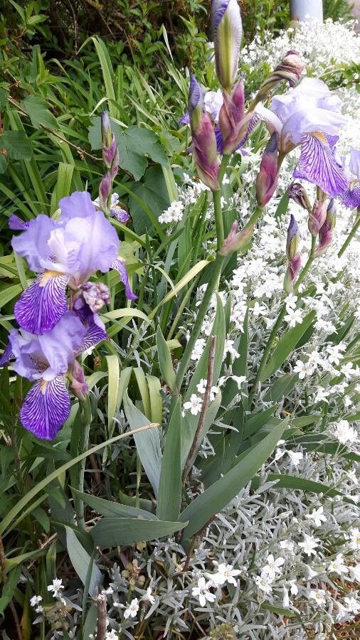 Iris × germanica habit