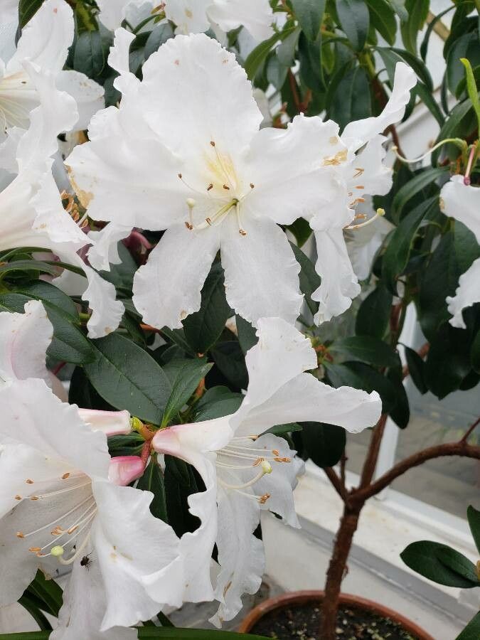 Rhododendron spp. flower