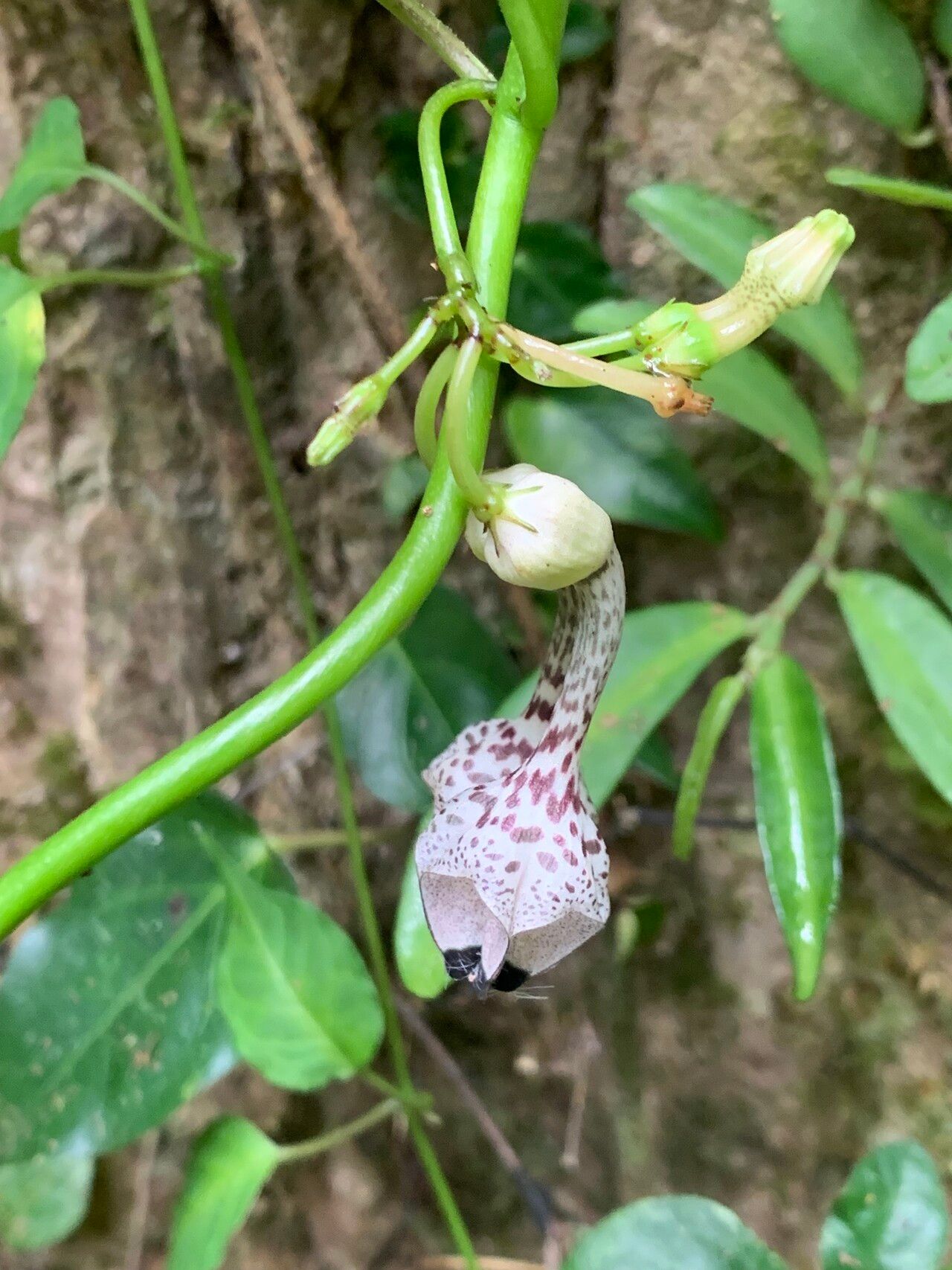 Ceropegia humbertii — search result for 'Ceropegia'