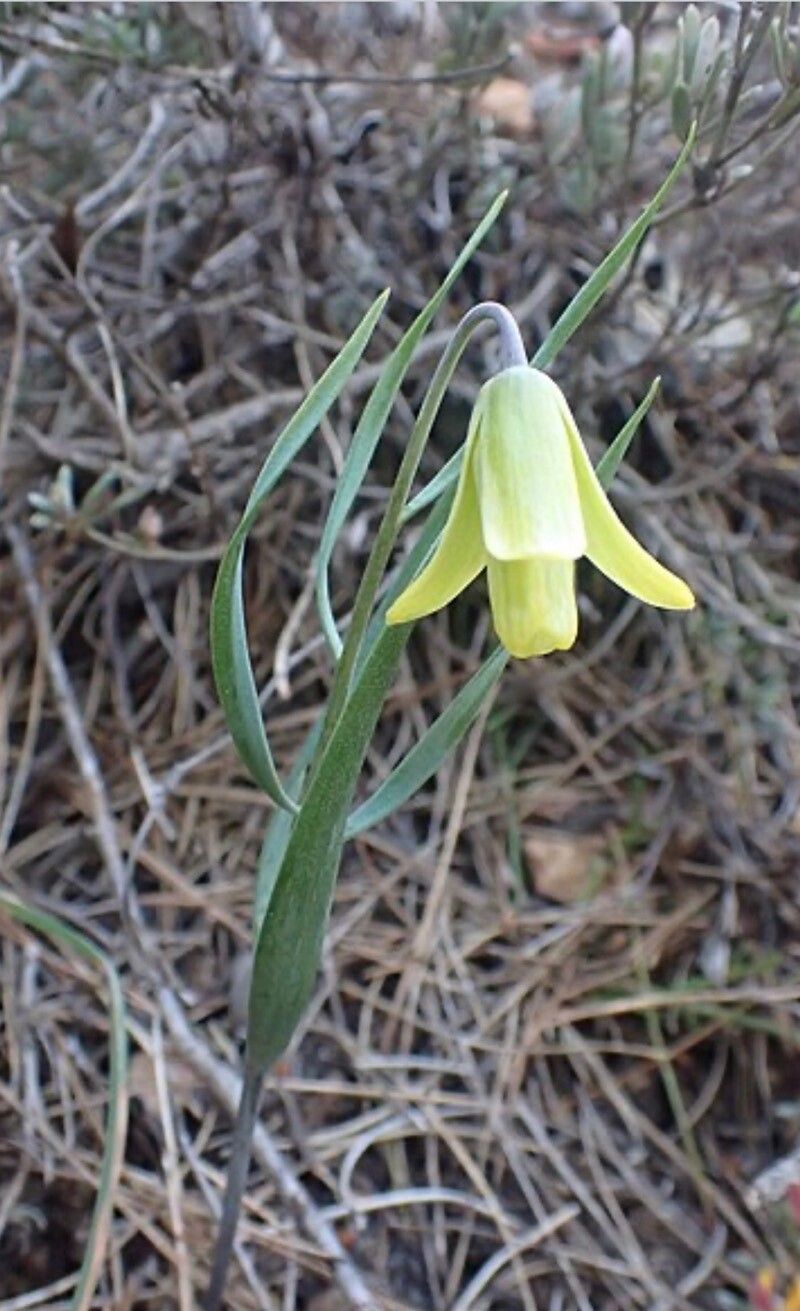 Fritillaria mughlae — search result for 'Fritillaria'