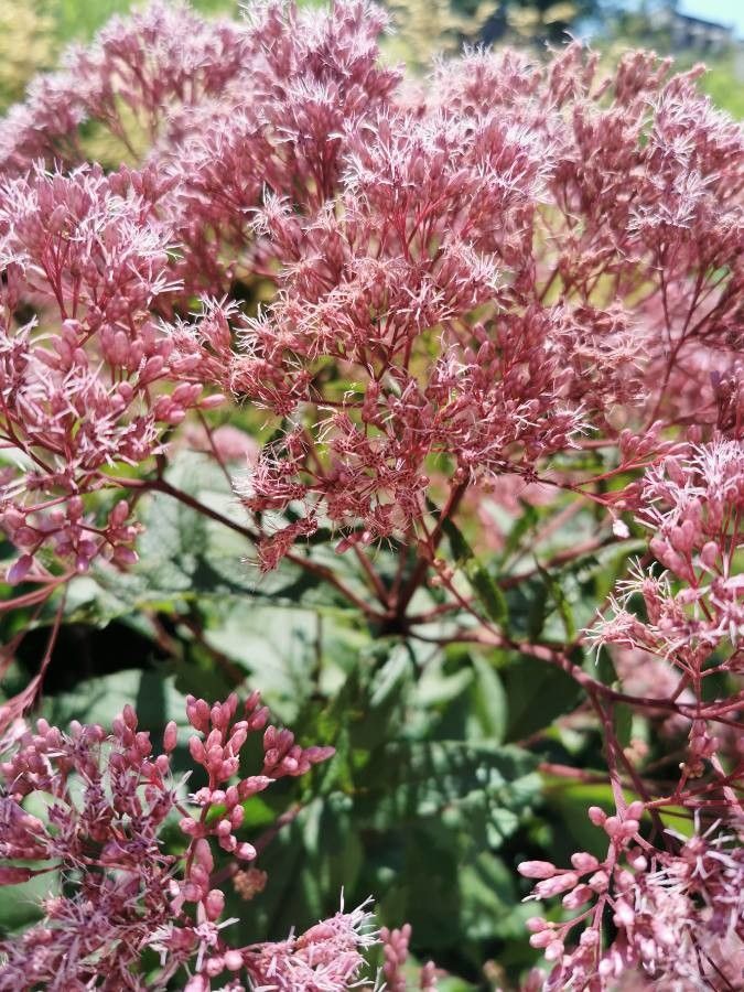 Eupatorium purpureum flower