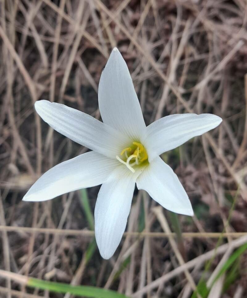 Zephyranthes mesochloa — houseplant care guide