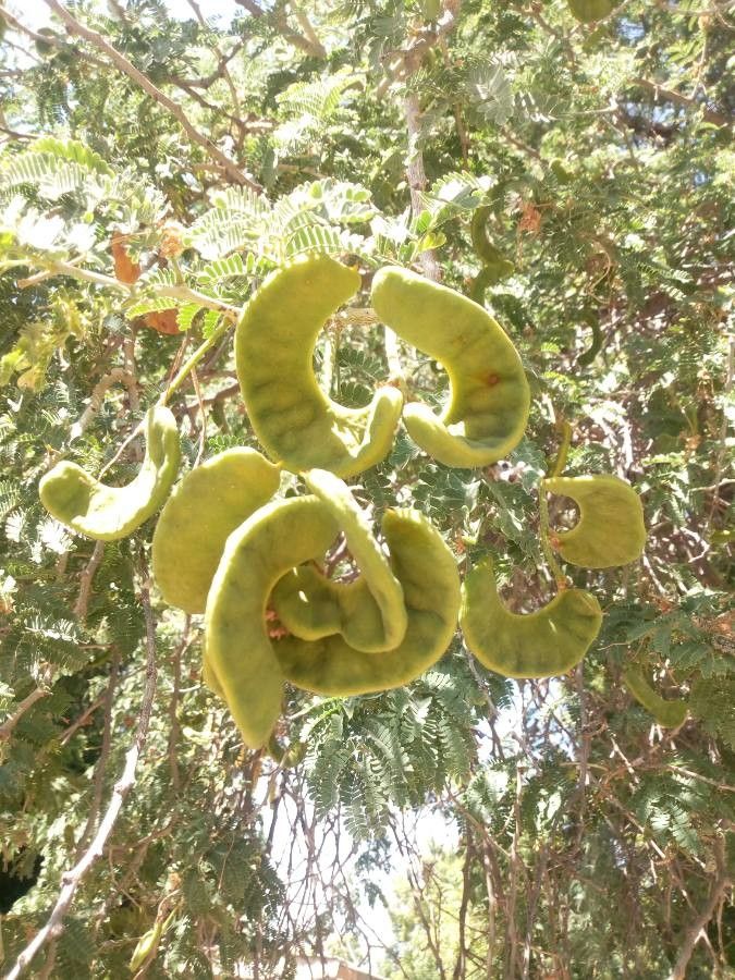 Faidherbia albida fruit