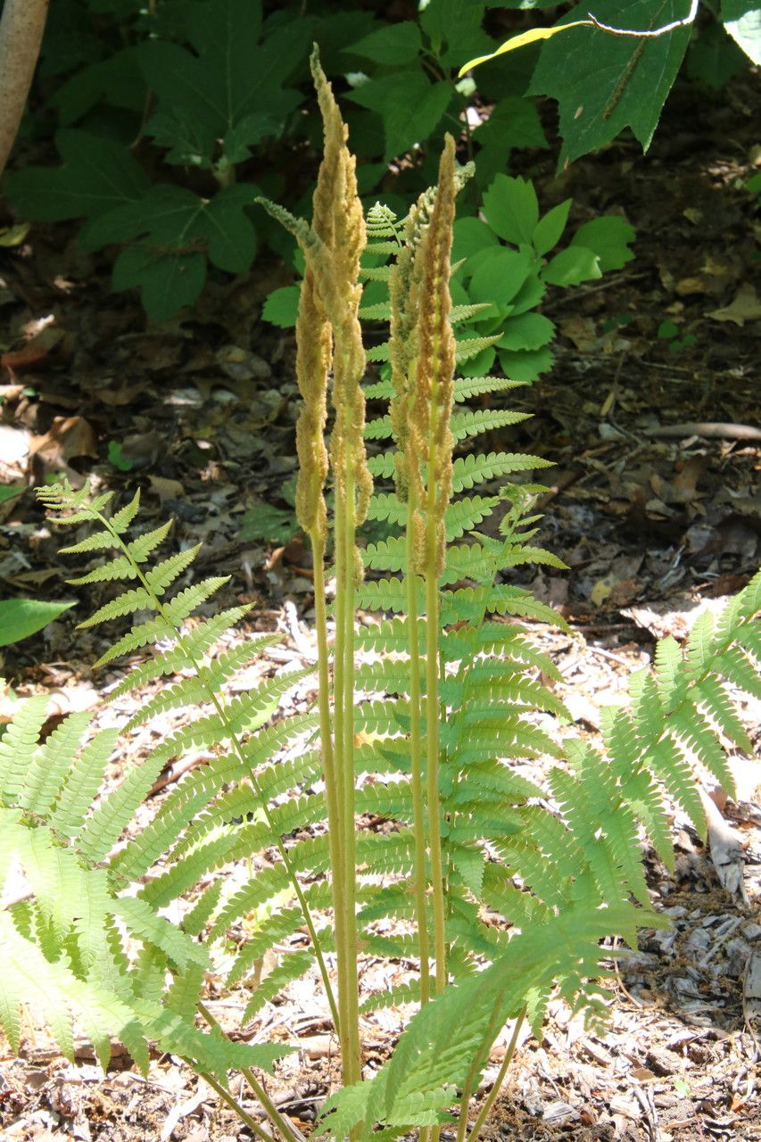 Osmunda cinnamomea flower