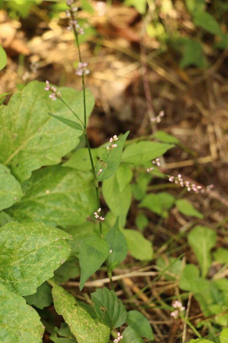 Persicaria posumbu flower