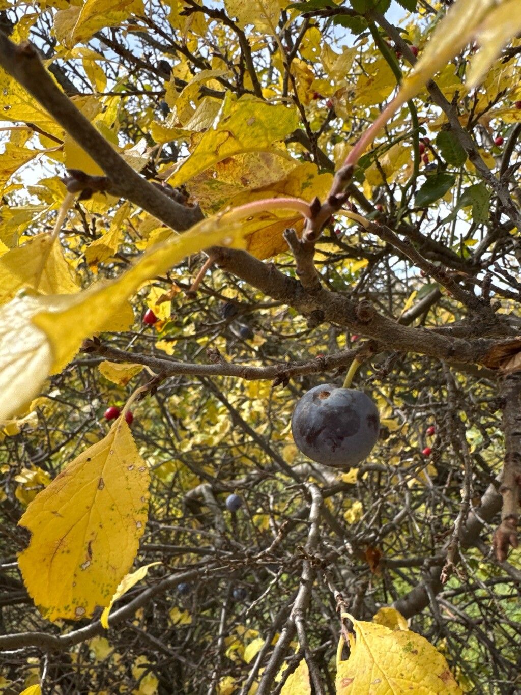 Malus orientalis fruit