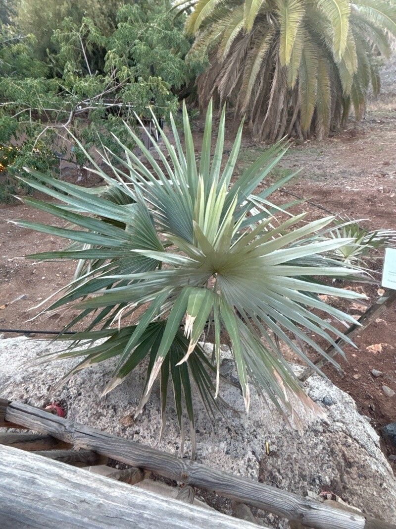 Coccothrinax boschiana — search result for 'Coccothrinax'