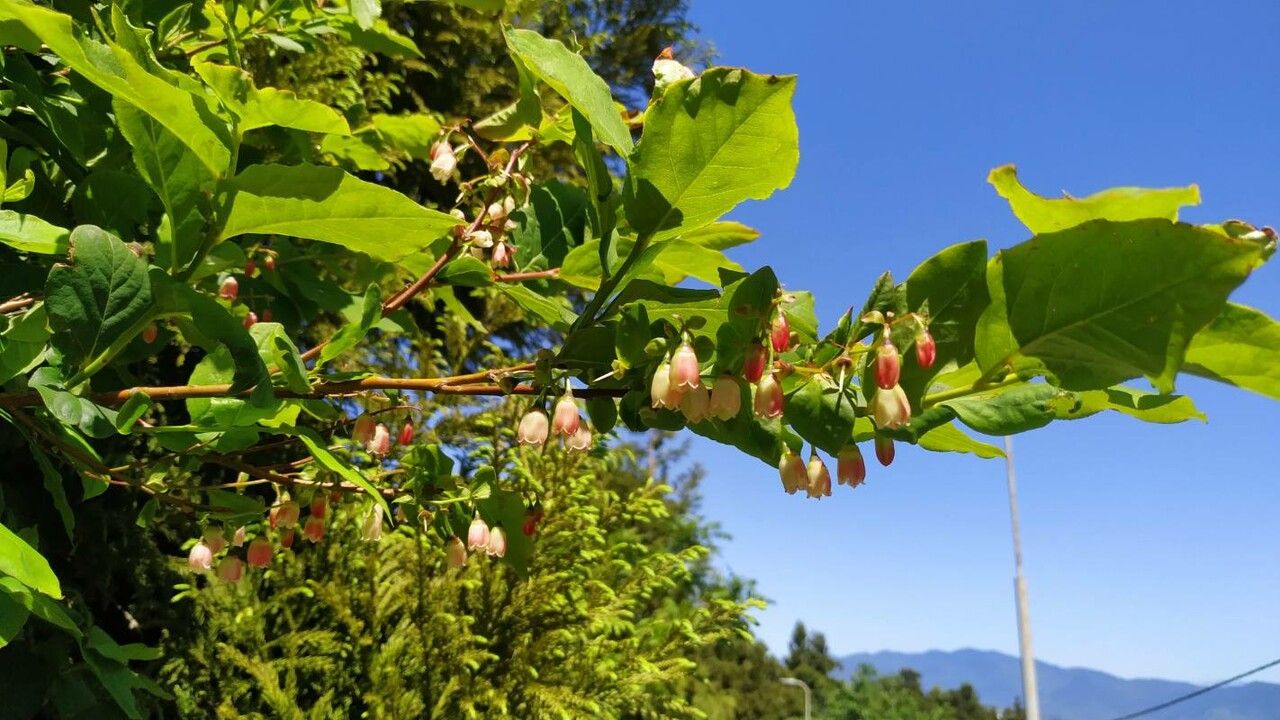 Vaccinium arctostaphylos flower
