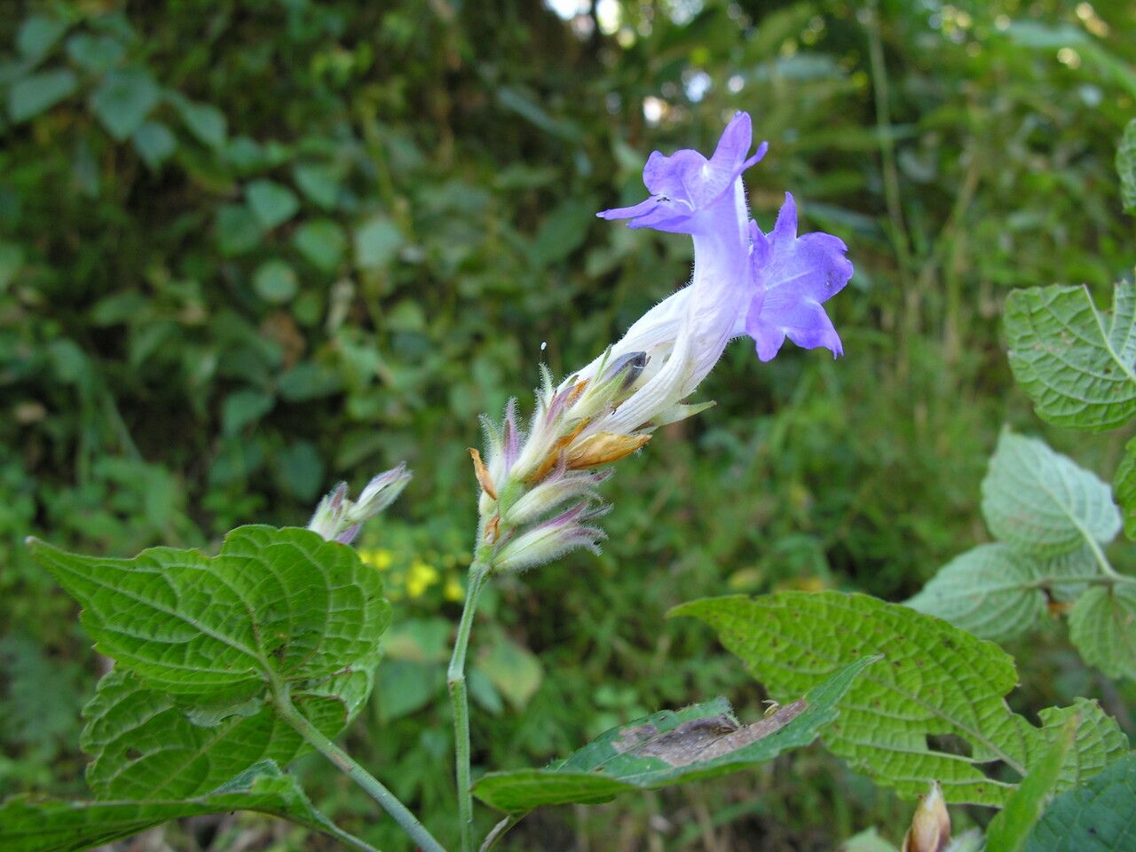 Strobilanthes lamiifolia habit