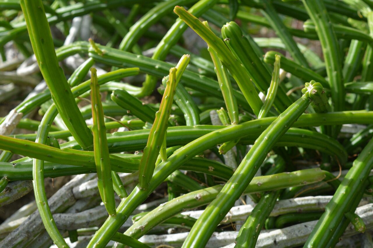 Selenicereus wercklei — search result for 'Selenicereus'