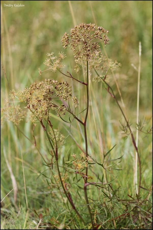 Cenolophium denudatum fruit
