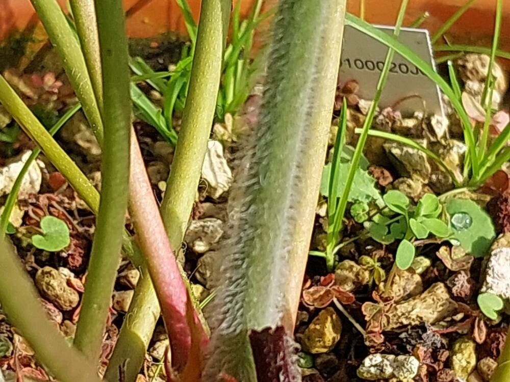 Pelargonium luridum bark