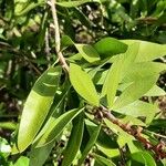 Callistemon citrinus