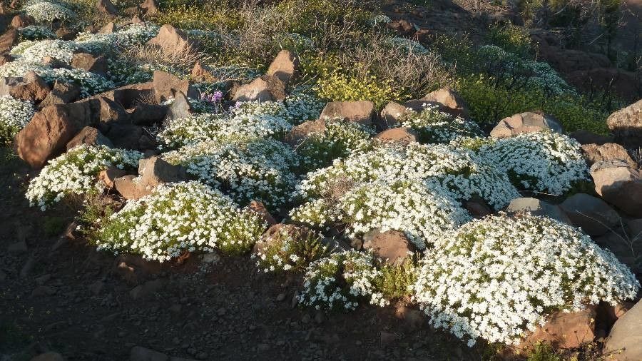Argyranthemum adauctum habit