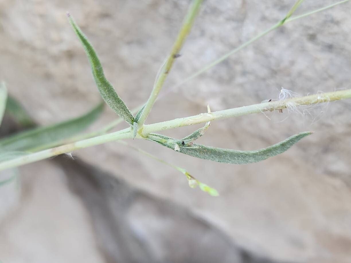 Silene chaetodonta bark