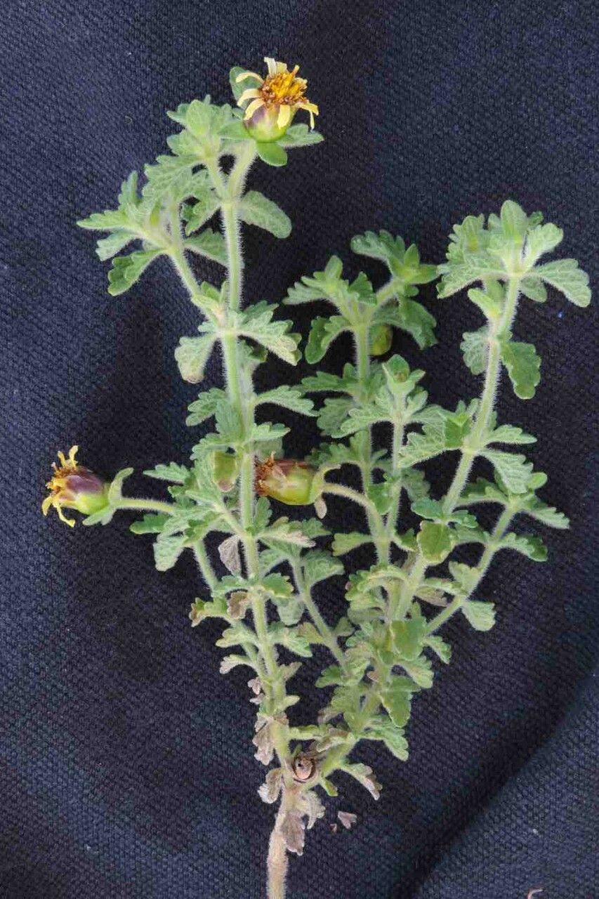 Calea teucriifolia fruit
