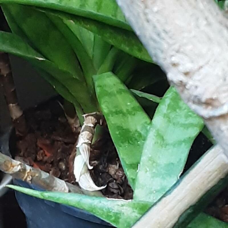 Dracaena parva flower