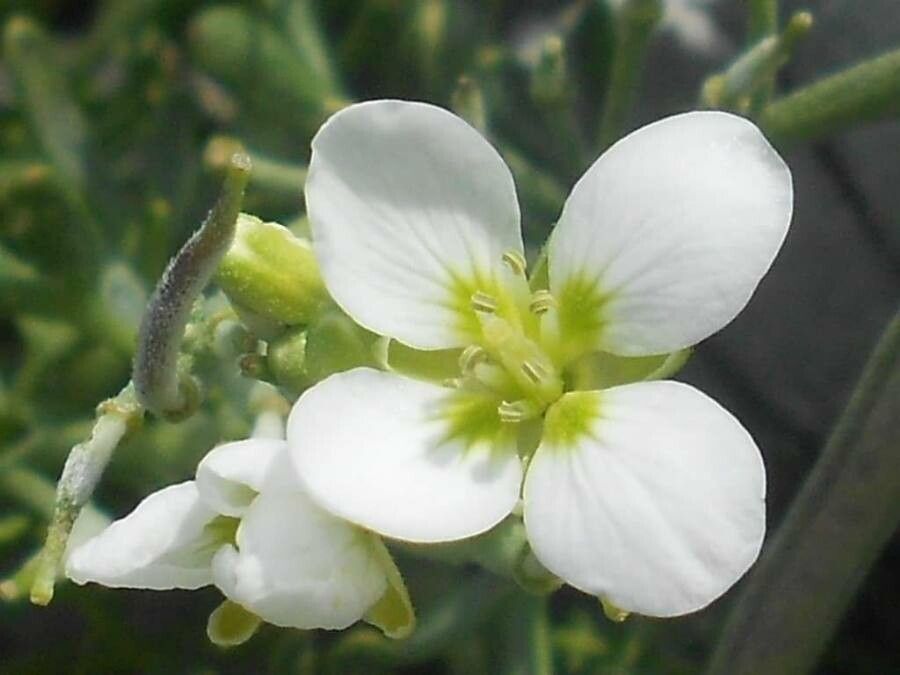 Cardamine carnosa flower