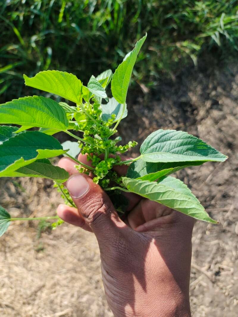 Acalypha ciliata fruit