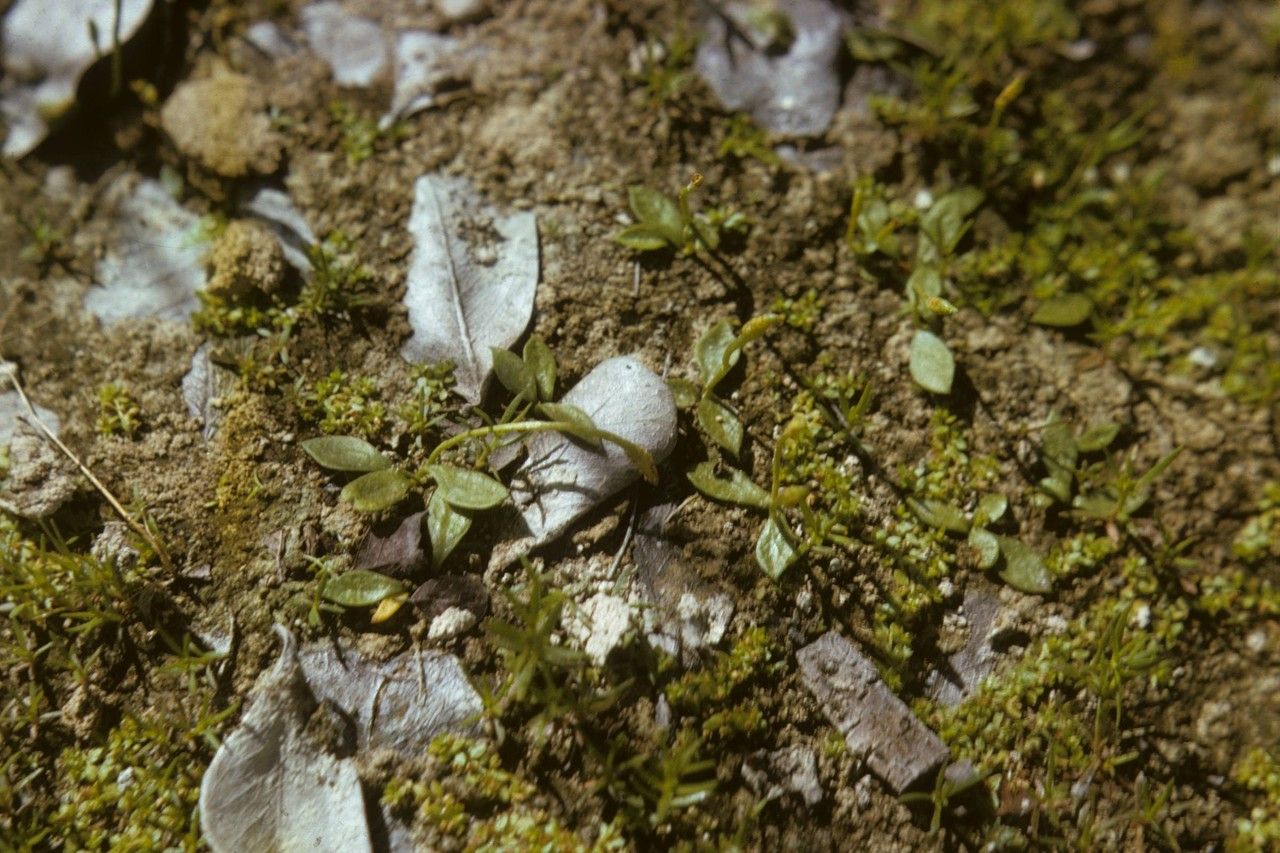 Ophioglossum nudicaule habit